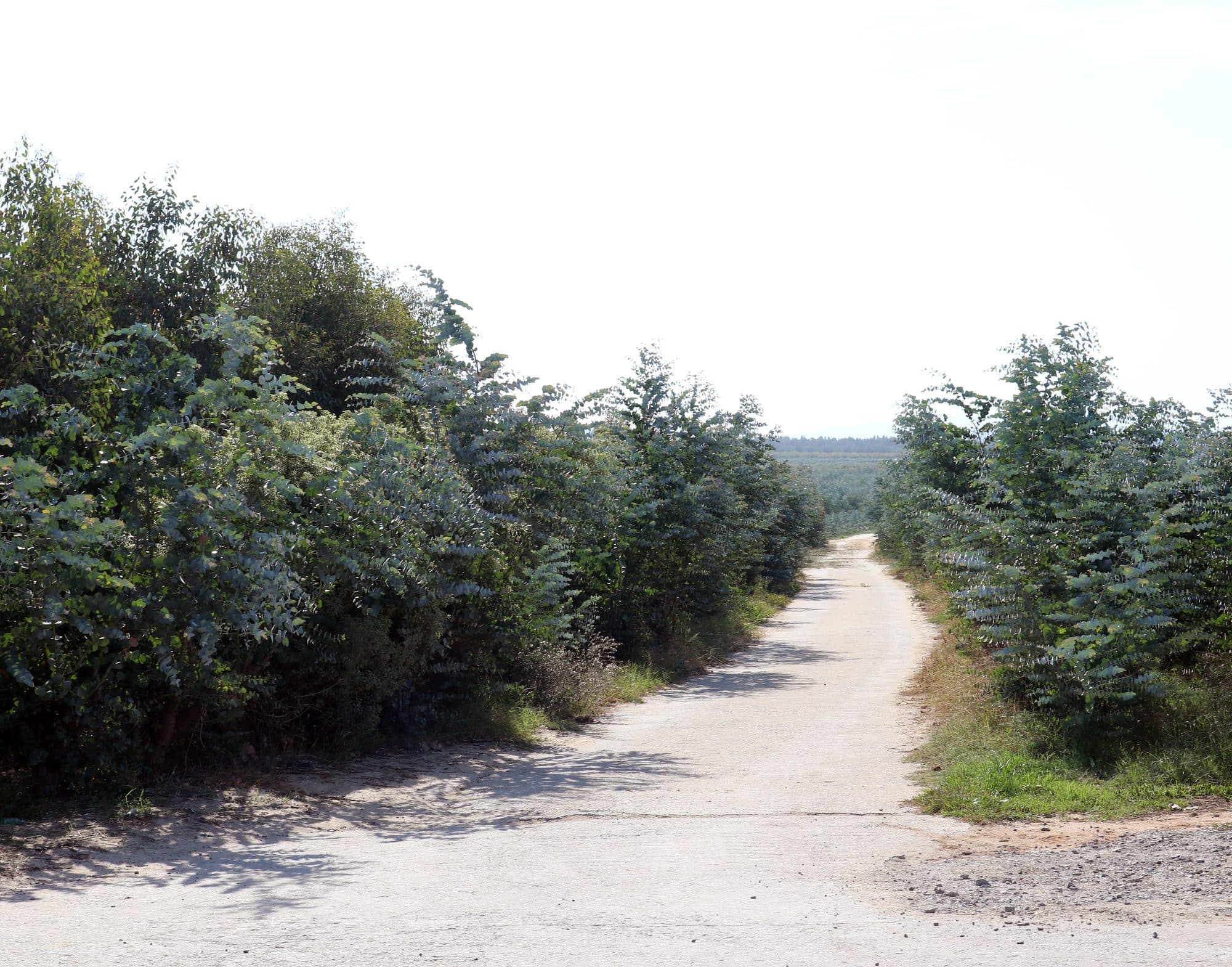 Eucalyptus rows on the Buijnink farm