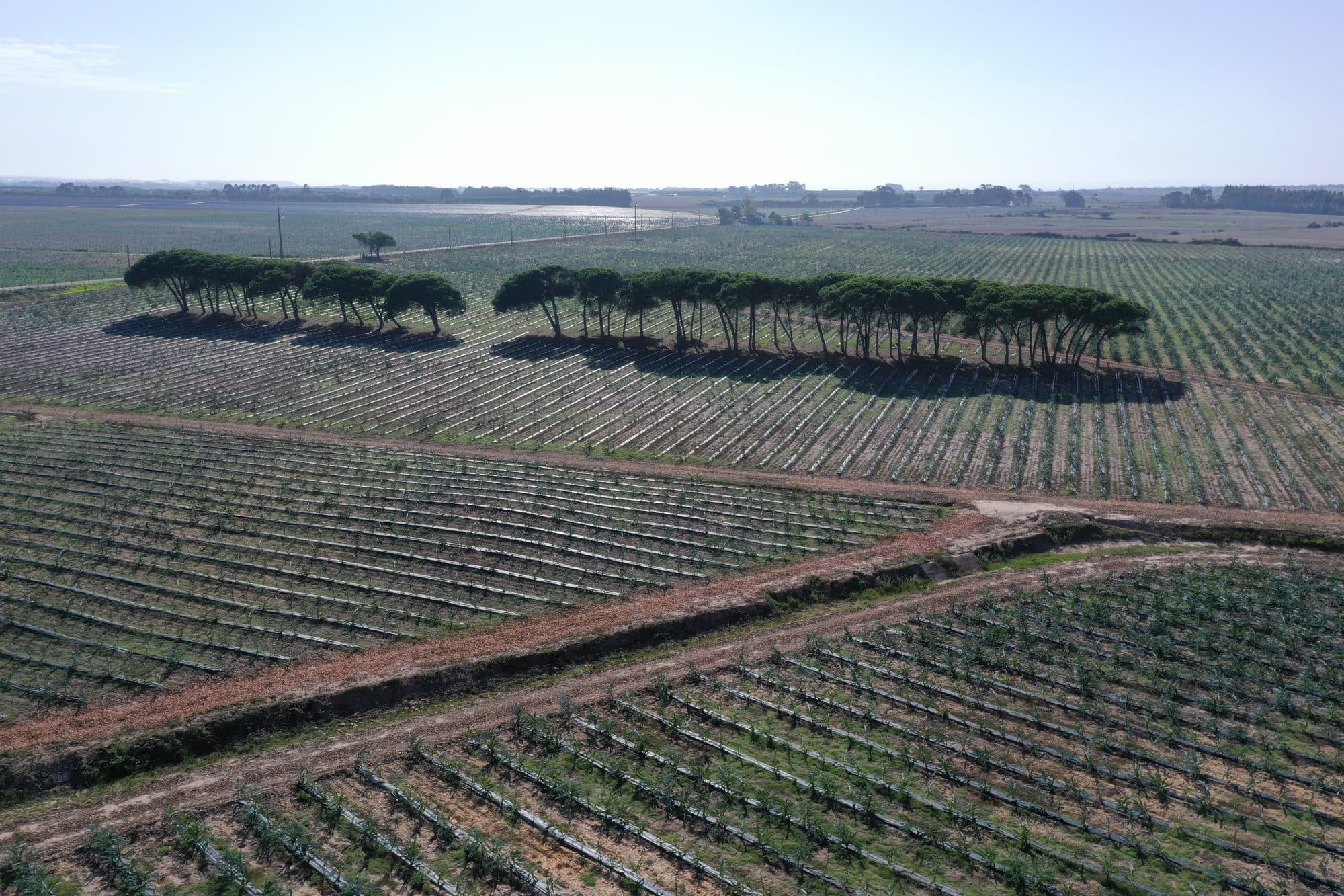 Aerial view of the Buijnink cultivation at Monte Novo da Fataca, Odemira, with umbrella pines crossing the field
